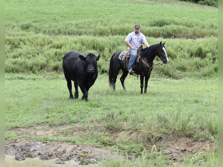 Missouri Foxtrotter Wallach 7 Jahre 155 cm Rappe in Cleveland