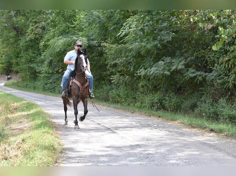 Missouri Foxtrotter Wallach 7 Jahre 155 cm Rappe in Cleveland