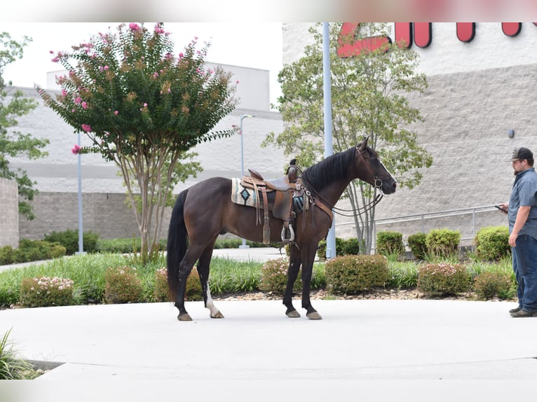 Missouri Foxtrotter Wallach 7 Jahre 155 cm Rappe in Cleveland