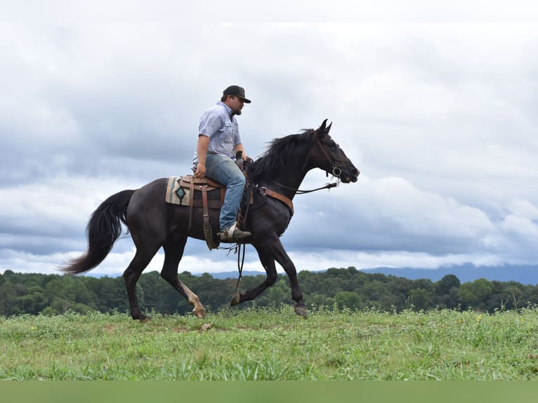 Missouri Foxtrotter Wallach 7 Jahre 155 cm Rappe in Cleveland