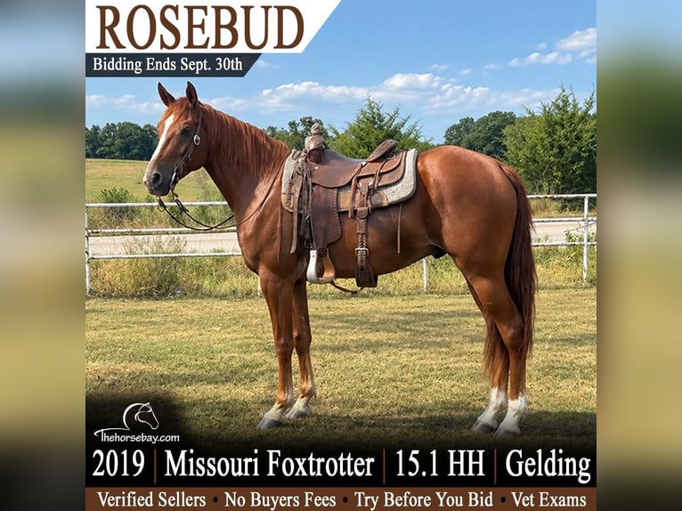 Missouri Foxtrotter Wallach 7 Jahre 155 cm Rotfuchs in Houston, MO