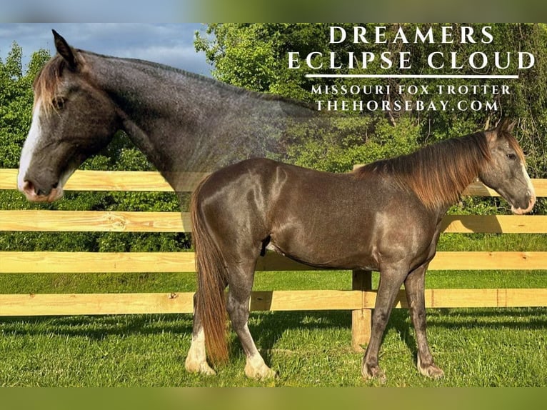 Missouri Foxtrotter Wallach 7 Jahre 160 cm Rappe in Collinsville, IL
