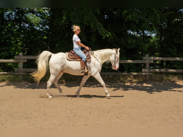 Missouri Foxtrotter Wallach 7 Jahre 164 cm Perlino in Temmen