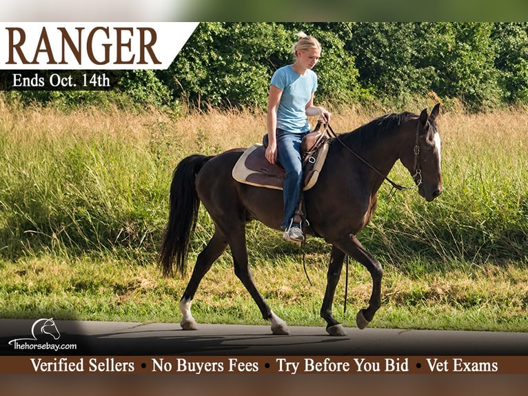 Missouri Foxtrotter Wallach 8 Jahre 147 cm Rotbrauner in Park Hills, MO