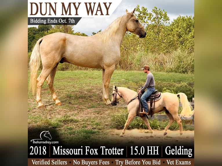 Missouri Foxtrotter Wallach 8 Jahre 152 cm Dunalino in Farmington, AR