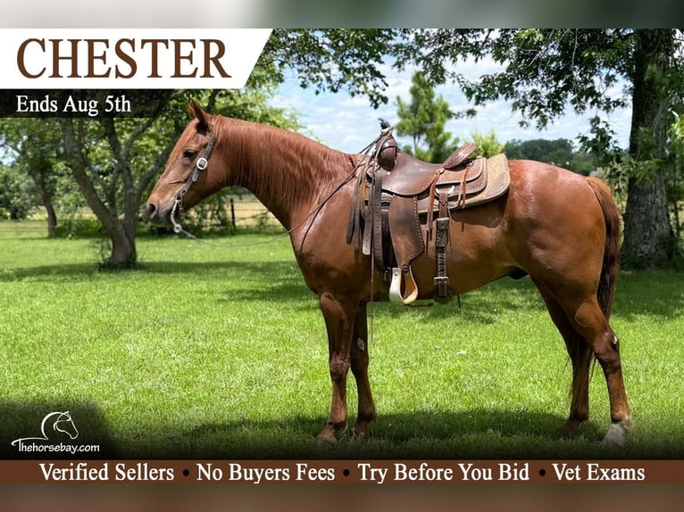 Missouri Foxtrotter Wallach 8 Jahre 155 cm Rotfuchs in Houston, MO