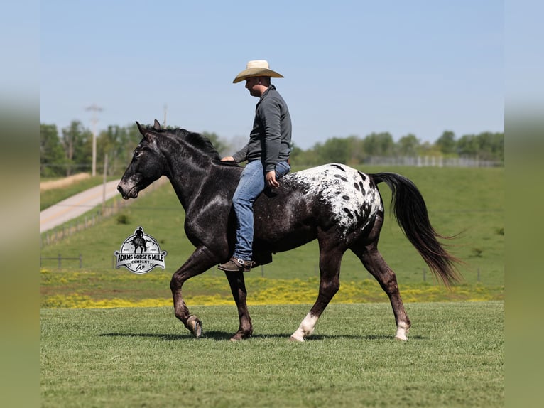 Missouri Foxtrotter Wallach 8 Jahre Rappe in Mount Vernon, Ky