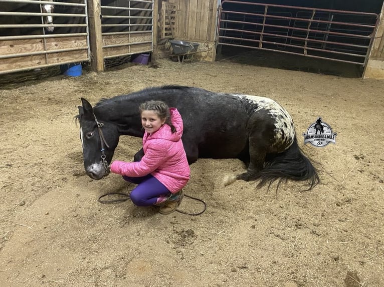 Missouri Foxtrotter Wallach 8 Jahre Rappe in Mount Vernon, Ky