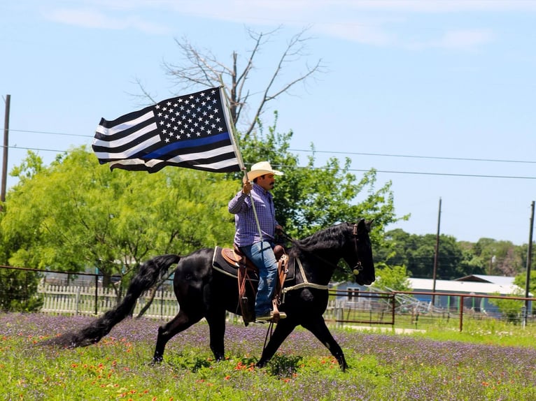 Missouri Foxtrotter Wallach 9 Jahre 150 cm Rappe in Stephenville Tx