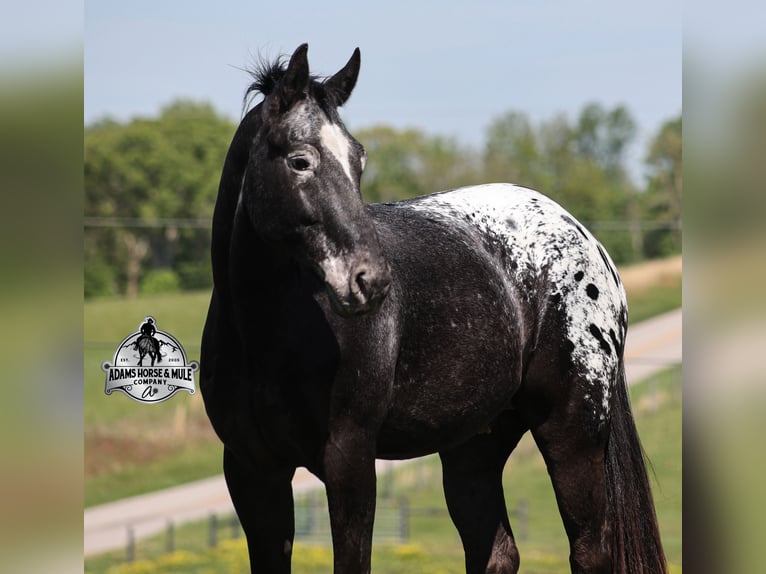 Missouri Foxtrotter Wallach 9 Jahre Rappe in Mount Vernon, Ky