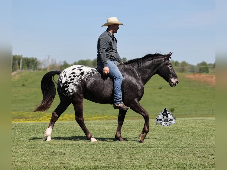 Missouri Foxtrotter Wallach 9 Jahre Rappe in Mount Vernon, Ky