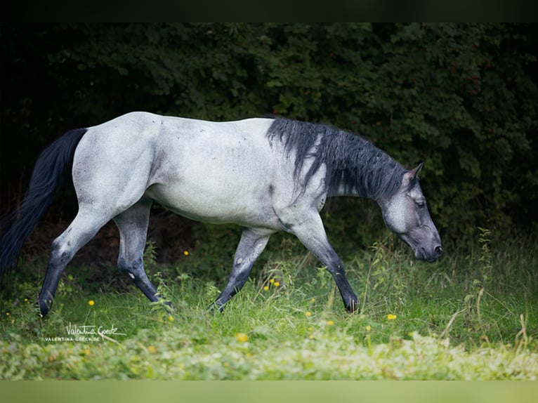 MJM SALTYS BLUE EZRA American Quarter Horse Hengst Roan-Blue in Falkensee