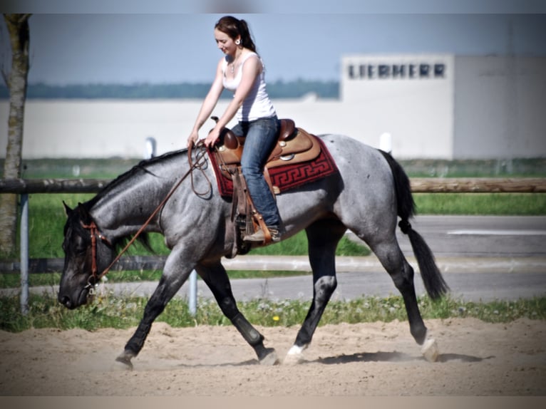 MJM SALTYS BLUE EZRA American Quarter Horse Hengst Roan-Blue in Falkensee