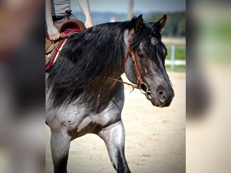 MJM SALTYS BLUE EZRA American Quarter Horse Hengst Roan-Blue in Falkensee