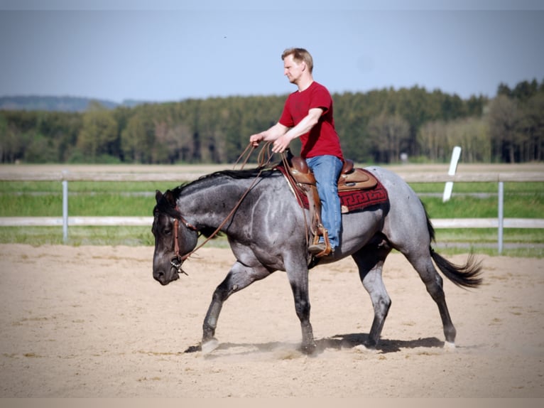 MJM SALTYS BLUE EZRA American Quarter Horse Hengst Roan-Blue in Falkensee