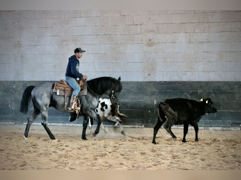 MJM SALTYS BLUE EZRA American Quarter Horse Hengst Roan-Blue in Falkensee