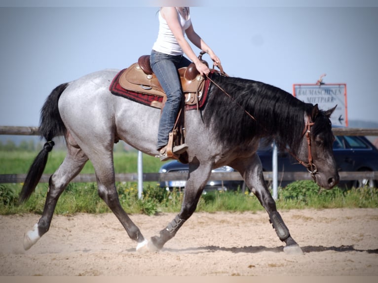 MJM SALTYS BLUE EZRA American Quarter Horse Hengst Roan-Blue in Falkensee