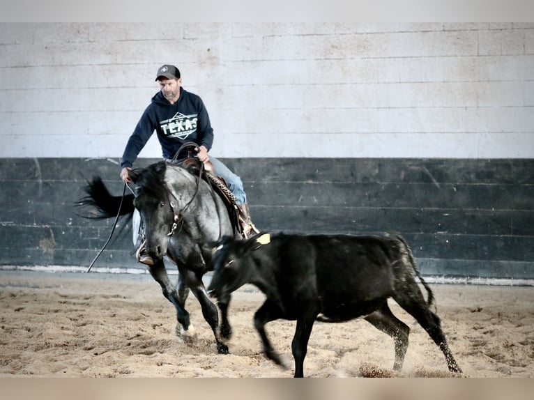 MJM SALTYS BLUE EZRA American Quarter Horse Hengst Roan-Blue in Falkensee