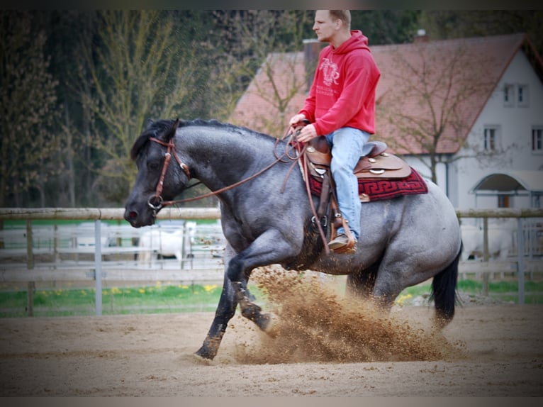 MJM SALTYS BLUE EZRA American Quarter Horse Hengst Roan-Blue in Falkensee