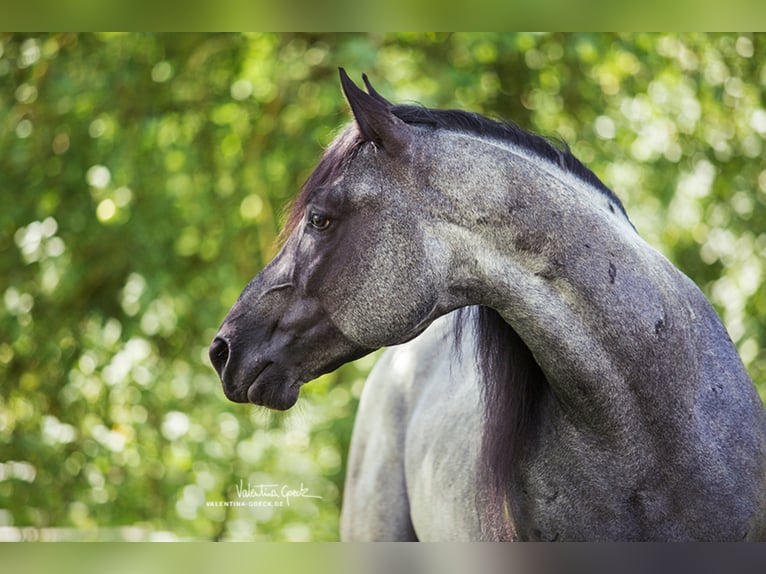 MJM SALTYS BLUE EZRA American Quarter Horse Hengst Roan-Blue in Falkensee