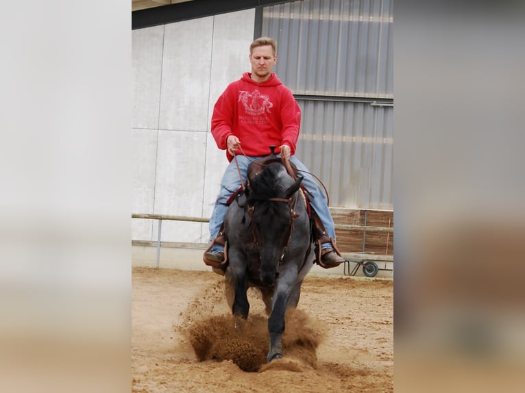 MJM SALTYS BLUE EZRA American Quarter Horse Hengst Roan-Blue in Falkensee