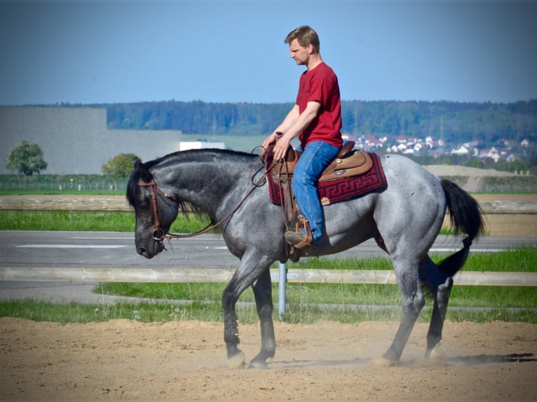 MJM SALTYS BLUE EZRA American Quarter Horse Hengst Roan-Blue in Falkensee