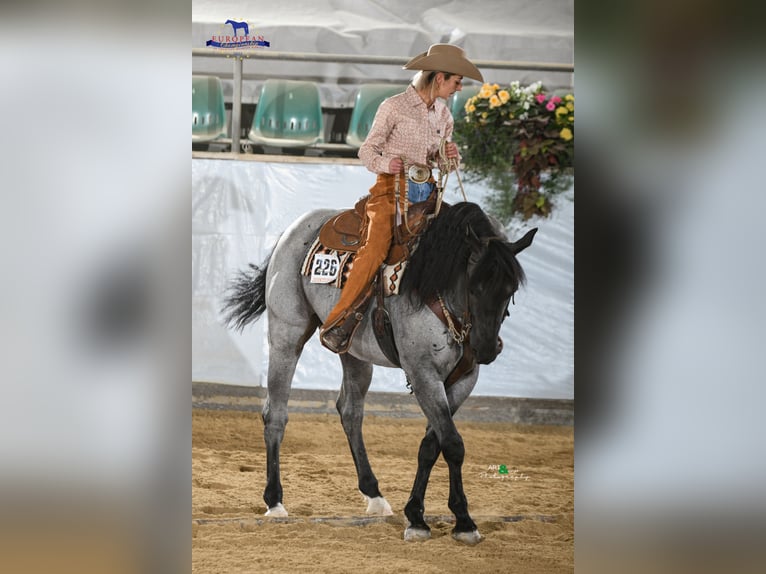 MJM SALTYS BLUE EZRA American Quarter Horse Hengst Roan-Blue in Falkensee