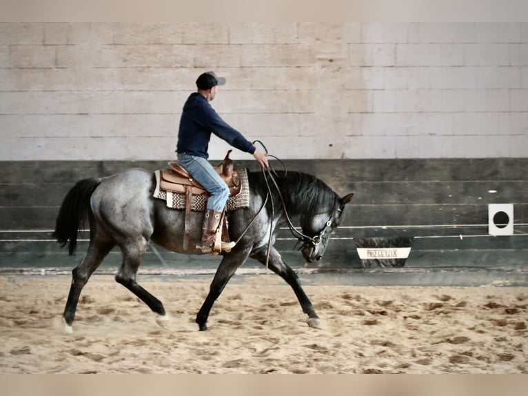 MJM SALTYS BLUE EZRA American Quarter Horse Hengst Roan-Blue in Falkensee