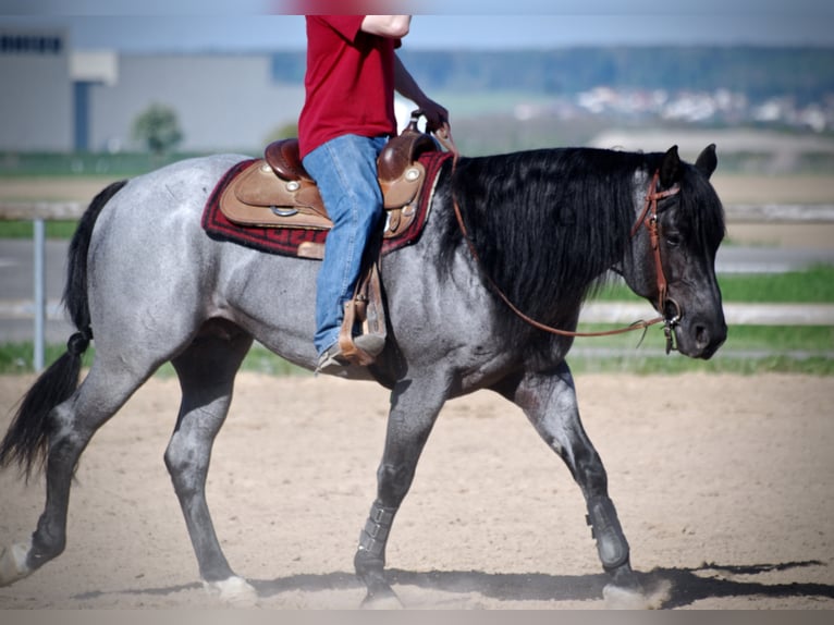 MJM SALTYS BLUE EZRA American Quarter Horse Hengst Roan-Blue in Falkensee