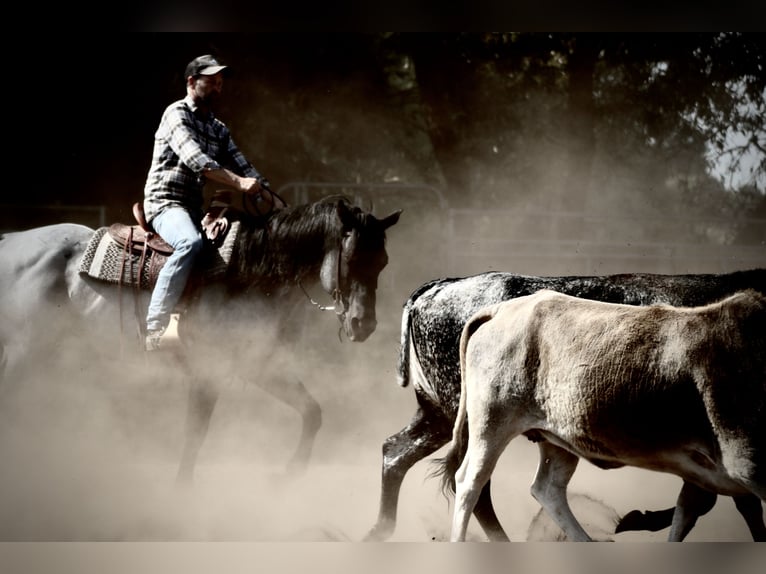 MJM SALTYS BLUE EZRA American Quarter Horse Hengst in Falkensee