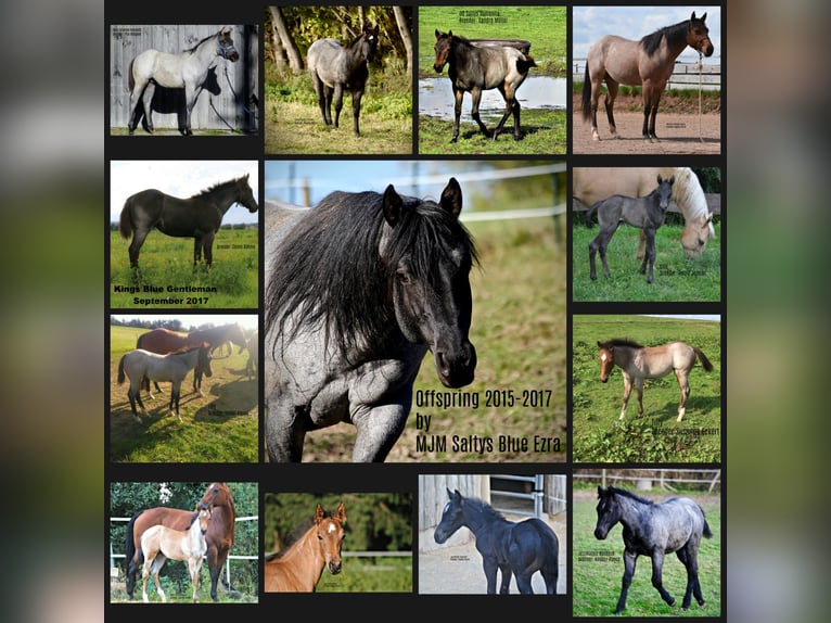 MJM SALTYS BLUE EZRA American Quarter Horse Stallion Roan-Blue in Falkensee