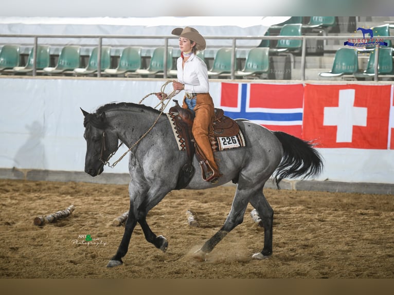 MJM SALTYS BLUE EZRA American Quarter Horse Stallion Roan-Blue in Falkensee MJM SALTYS BLUE EZRA American Quarter Horse Stallion Roan-Blue in Falkensee