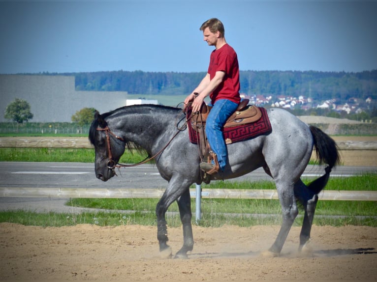 MJM SALTYS BLUE EZRA Quarter horse américain Étalon Rouan Bleu in Falkensee