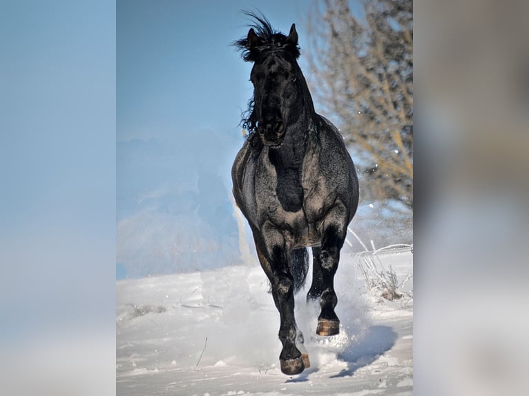 MJM SALTYS BLUE EZRA Quarter horse américain Étalon Rouan Bleu in Falkensee