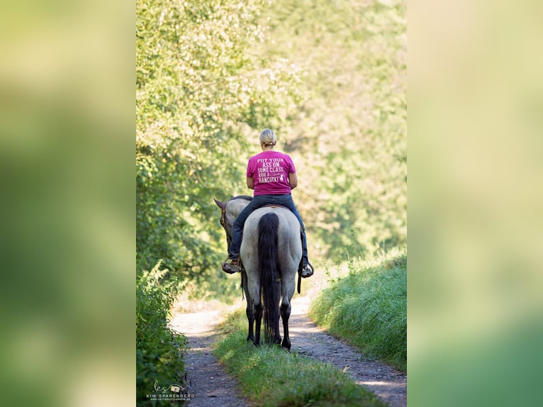 MJM SALTYS BLUE EZRA Quarter horse américain Étalon Rouan Bleu in Falkensee