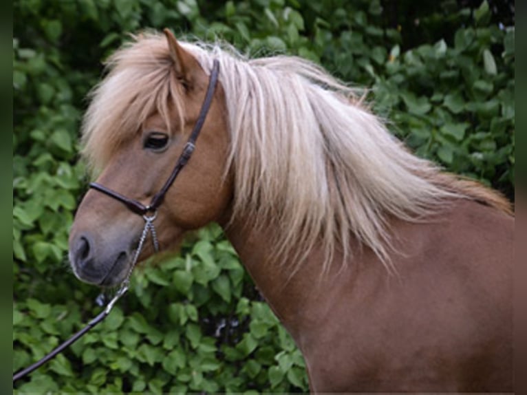 MÖTTULL FRÁ SKRÚD Icelandic Horse Stallion Chestnut-Red in Stapelfeld