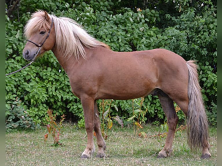 MÖTTULL FRÁ SKRÚD Icelandic Horse Stallion Chestnut-Red in Stapelfeld