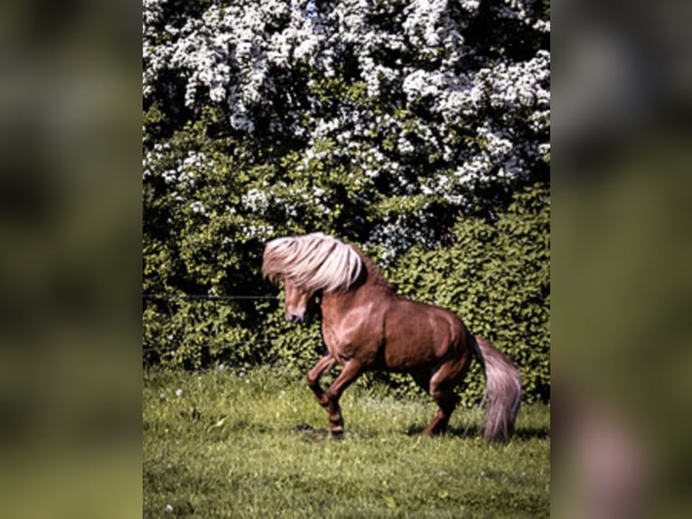 MÖTTULL FRÁ SKRÚD Pony Islandese Stallone Sauro in Stapelfeld