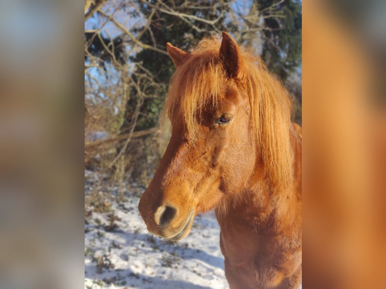 Mongolen Pony Stute 10 Jahre 140 cm Fuchs in Kümmernitztal