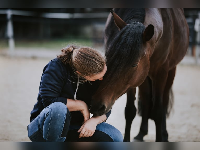 Mongolen Pony Wallach 9 Jahre 138 cm Dunkelbrauner in Welver