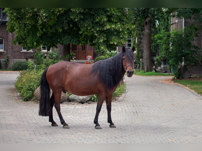 Mongolian Pony Gelding 9 years 13,2 hh Bay-Dark in Welver