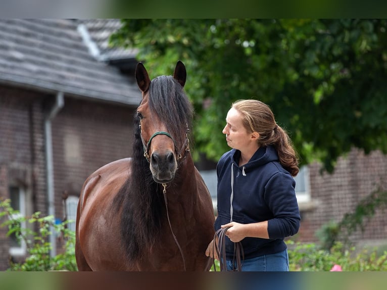 Mongolian Pony Gelding 9 years 13,2 hh Bay-Dark in Welver