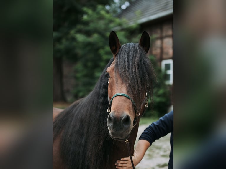 Mongolian Pony Gelding 9 years 13,2 hh Bay-Dark in Welver