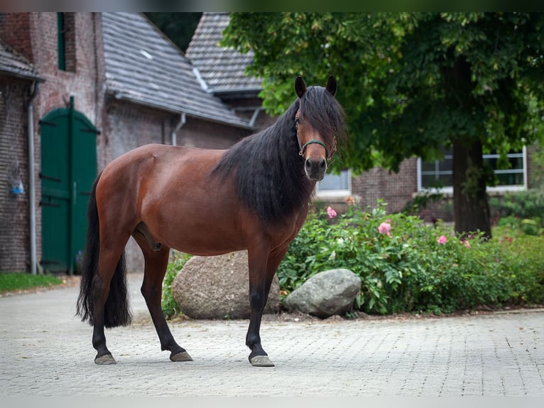 Mongolian Pony Gelding 9 years 13,2 hh Bay-Dark in Welver