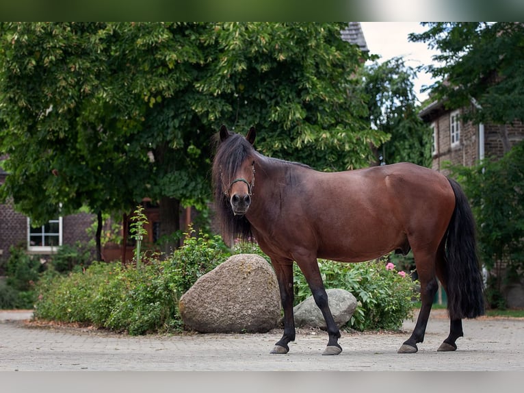 Mongolian Pony Gelding 9 years 13,2 hh Bay-Dark in Welver