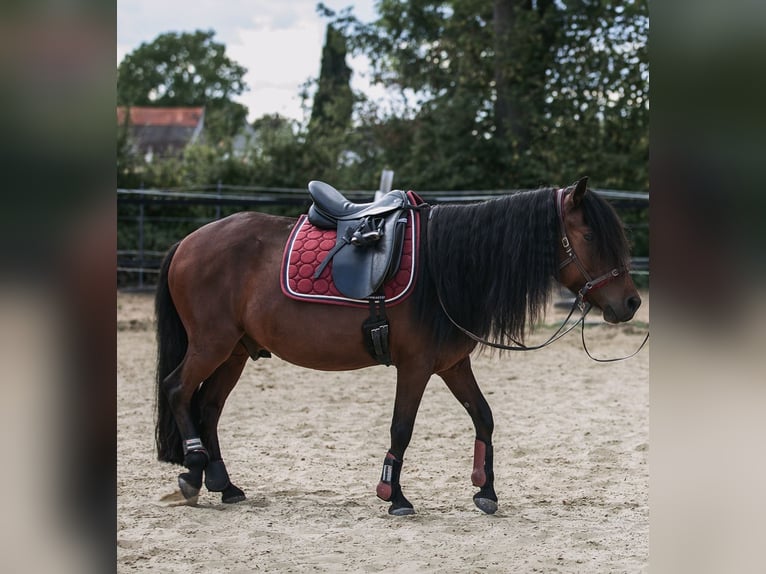 Mongolian Pony Gelding 9 years 13,2 hh Bay-Dark in Welver