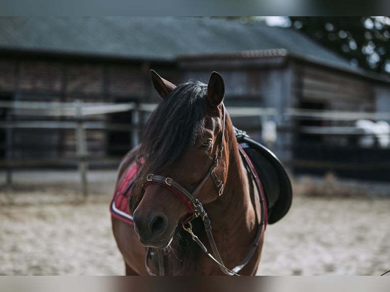 Mongolian Pony Gelding 9 years 13,2 hh Bay-Dark in Welver