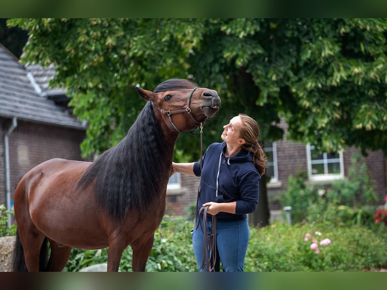 Mongolian Pony Gelding 9 years 13,2 hh Bay-Dark in Welver