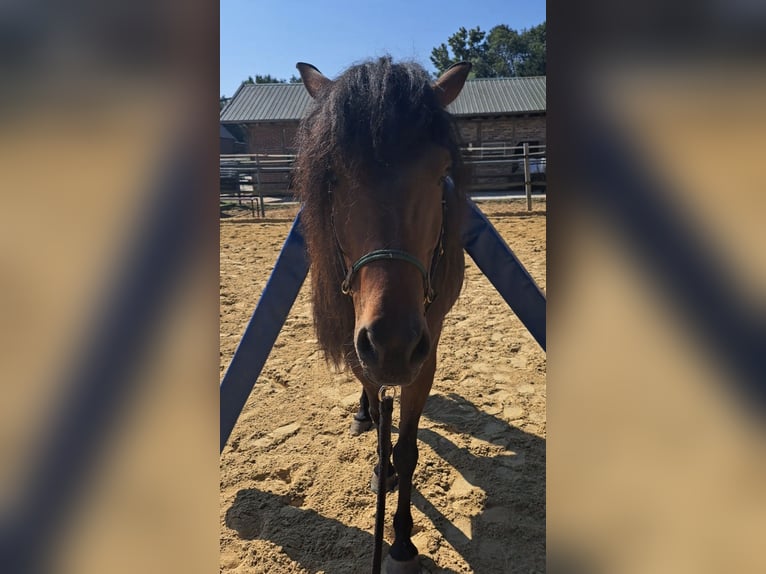 Mongolian Pony Gelding 9 years 13,2 hh Bay-Dark in Welver