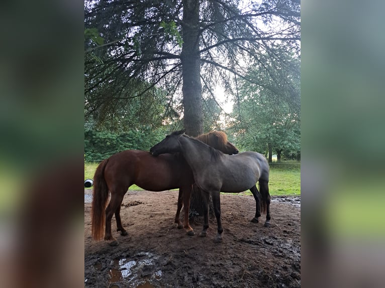 Mongolian Pony Mare 10 years 13,2 hh Chestnut-Red in Kümmernitztal